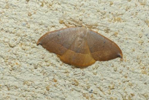Réf. 237 045 : Watsonalla uncinula